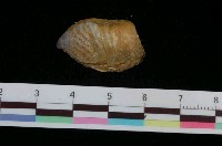 藏品(拖鞋舟螺)的圖片